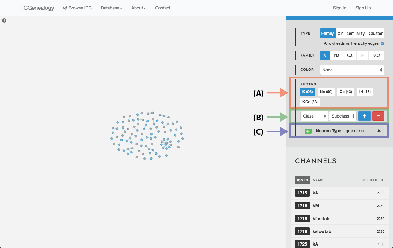 Figure 19: Filter selection: models have been filtered by the neuron type granule cell. Only models with this entry are shown in the visualization space. A: the number of models in each of the five families is listed. B: Option to add more filters. C: currently selected filter(s), with the option to remove.